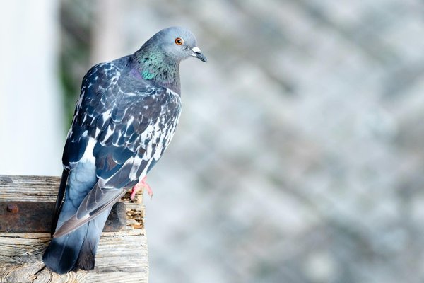 Répulsif de pigeons : Conseils pour trouver le produit idéal
